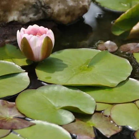 Il Ghiro Bed & Breakfast Riccò del Golfo di Spezia