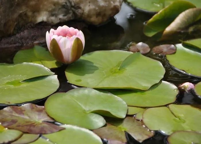 Il Ghiro לינה וארוחת בוקר ריקו דל גולפו די ספאציה